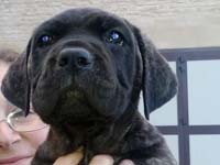 cucciolata cane corso rustico